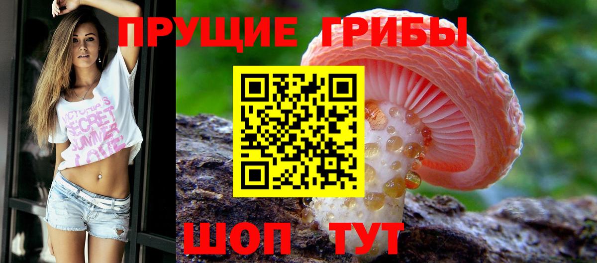 Псилоцибиновые грибы Psilocybine cubensis Жуковский